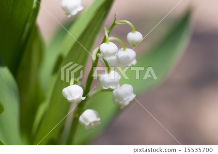 Lily of the valley Lily of the valley 15535700