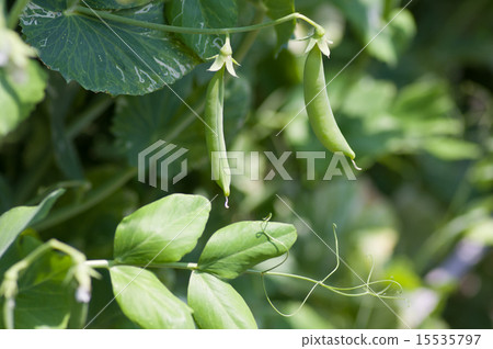 在領域的豌豆 在領域的豌豆 15535797