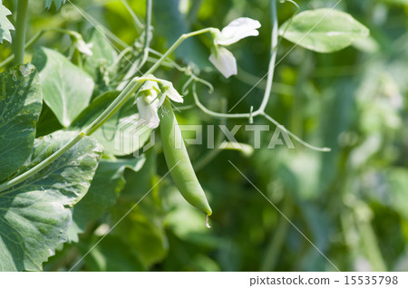 在領域的豌豆 在領域的豌豆 15535798