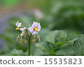 馬鈴薯花 15535823
