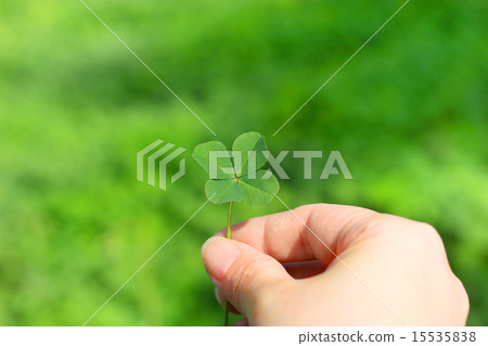 有一片四葉草 有一片四葉草 15535838