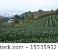 Tea plantation 15535952