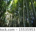  Bamboo grove 15535953