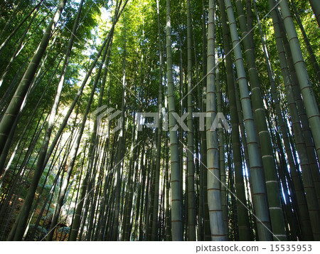 Bamboo grove Bamboo grove 15535953