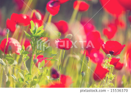 Poppy 15536370