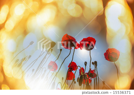 Poppy 15536371