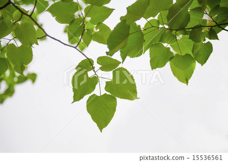 菩提樹 菩提樹 15536561