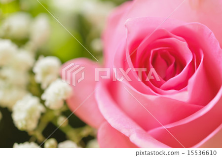 Closeup of pink rose 15536610