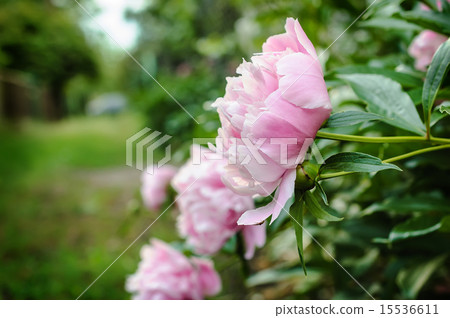 Pink peony flowers in countryside garden. 15536611