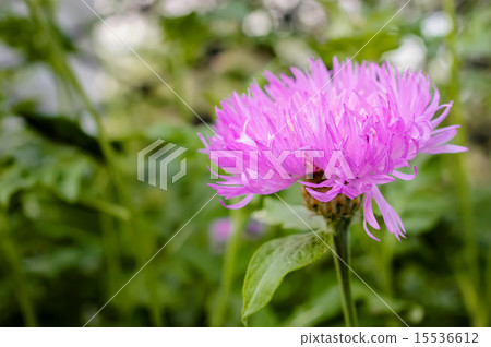 Pink aster flower in countryside garden. 15536612