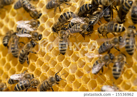 bees swarming on a honeycomb bees swarming on a honeycomb 15536962