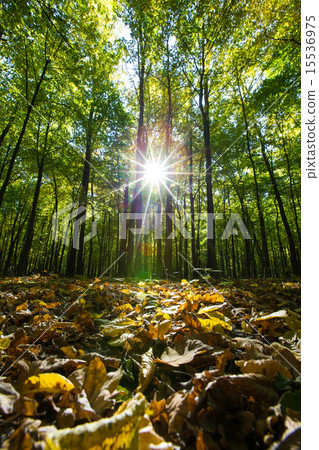 forest trees 15536975