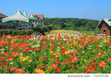 Poppies in Tokyo German Village 15537146