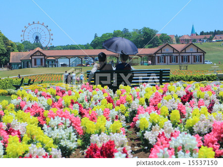 Goldfish grass in the German village of Tokyo 15537150