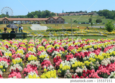 Goldfish grass in the German village of Tokyo 15537151