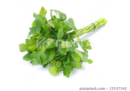 parsley 15537342