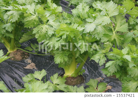 Celery field (house) 15537421