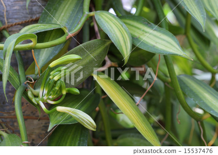 Flower bud of vanilla · planifolia 15537476