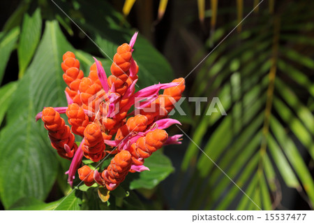 Aphelandra·Thinkura Ilana花 Aphelandra·Thinkura Ilana花 15537477