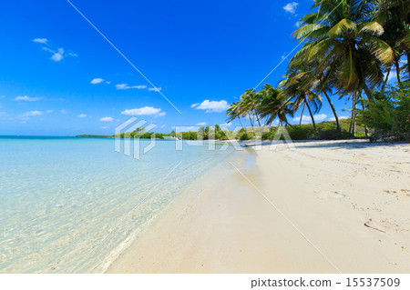 tropical sea 15537509