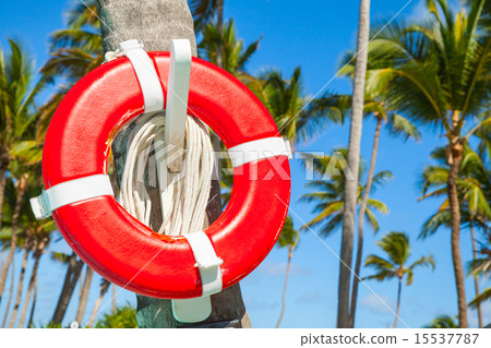 Red life buoy hanging on palm tree 15537787