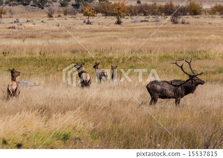 Bull Elk With Cows in the Rut Bull Elk With Cows in the Rut 15537815