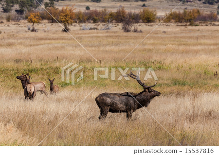 Bull Elk With Cows in the Rut 15537816
