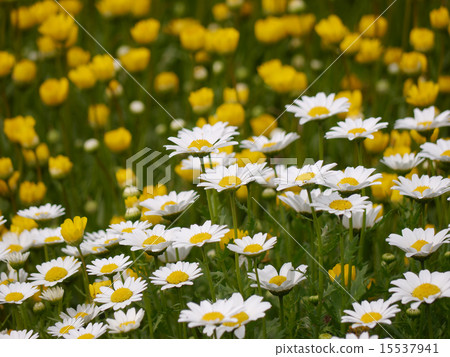 North pole North pole 15537941