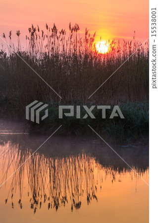 sunrise among reeds 15538001