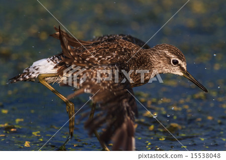 black tailed godwit black tailed godwit 15538048