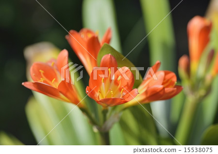 Kunsiran Kunsiran 15538075