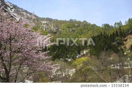 Okuda flower Okuda flower 15538154