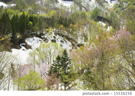 奧田花 奧田花 15538158