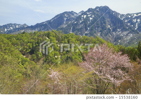 奧田花 奧田花 15538160