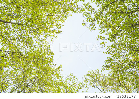 奧田花 奧田花 15538178