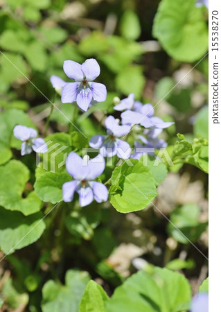 A休閒DME A休閒DME 15538270