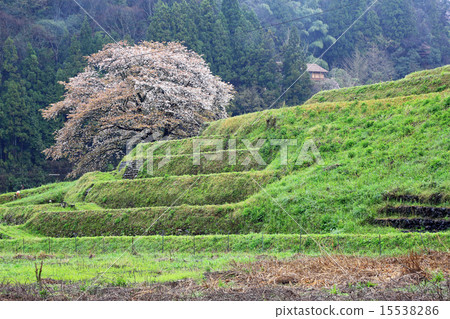One cherry tree of Igawa 15538286