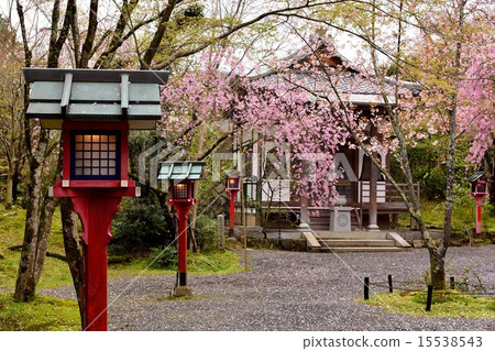 在京都Takamine Konoji寺廟的櫻花 在京都Takamine Konoji寺廟的櫻花 15538543