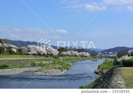 京都河鴨川的春天 京都河鴨川的春天 15538545