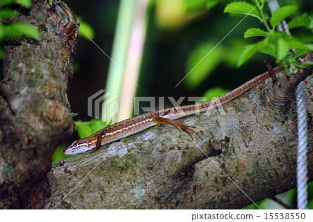 Lizard (lizard, stone dragon) Lizard bitten by a tick 15538550