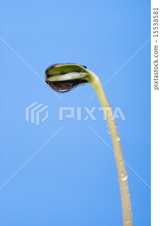Germination of sunflower Germination of sunflower 15538581