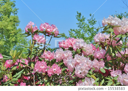 Pink flowers Pink flowers 15538583