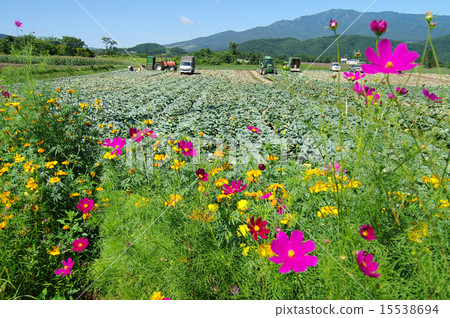 Cabbage Harvest 15538694