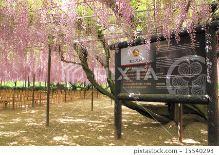 May May Fengokuishi Wisteria in Aichi Okazaki Park 15540293