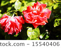 Rose red 15540406