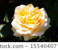 Yellow Rose 15540407