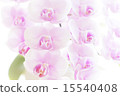Pink orchid orchid 15540408