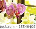 Phalaenopsis orchid  15540409