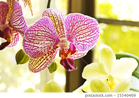 Phalaenopsis orchid Phalaenopsis orchid 15540409