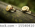 Snail, pair 15540410